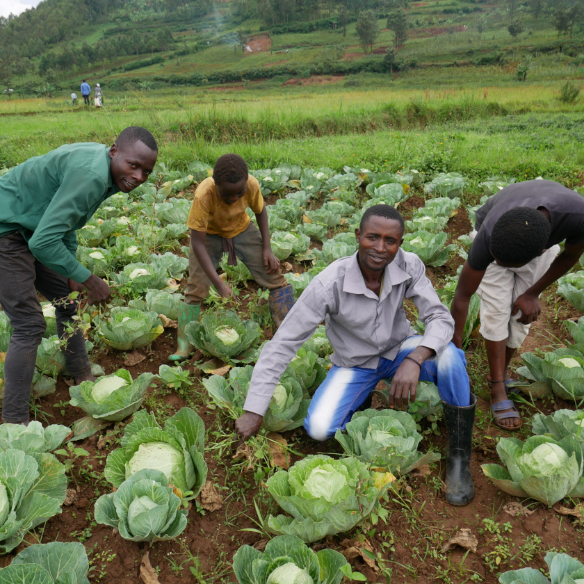 Des jeunes agriculteurs dans un champs de choux